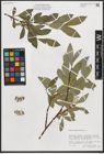 Foto von Salix phylicifolia L.